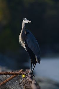 Close-up of a bird