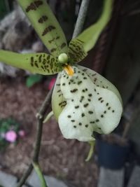 Close-up of succulent plant