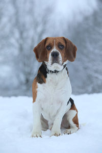 Portrait of dog sitting on snow