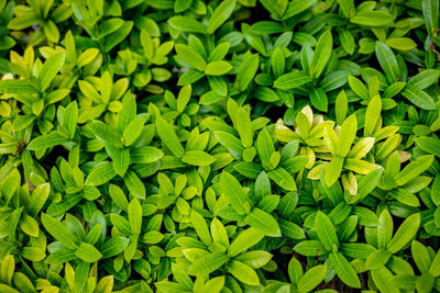 High angle view of seamless leaves 