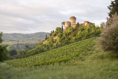 Castle of brisighella and wineyard