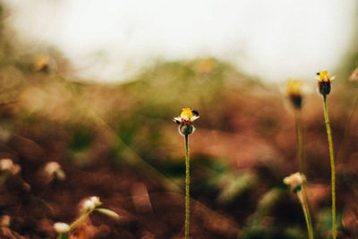 Close-up of yellow flowering plant on field