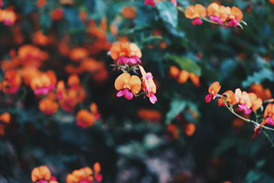 Close-up of flowering plants