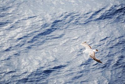 Seagulls flying over sea