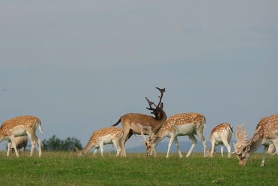 Deers grazing in a field
