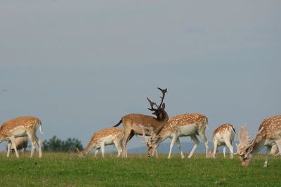 Horses grazing in a field