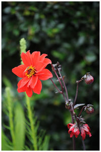 Close-up of red flower blooming outdoors