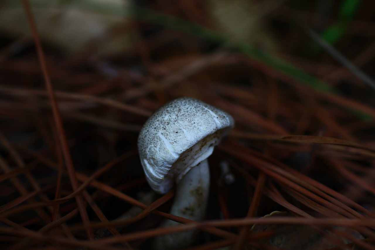 CLOSE-UP OF MUSHROOM ON FIELD