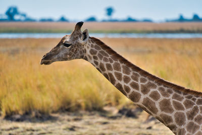 Side view of giraffe on field