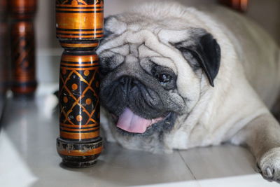 Close-up of dog