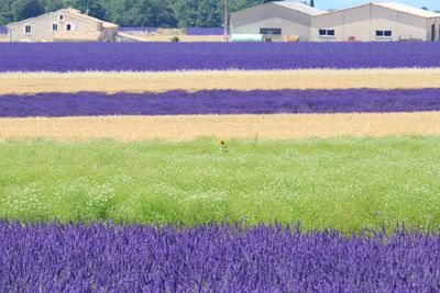 Scenic view of purple flowers on field