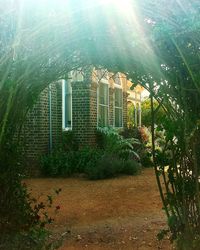 Sun shining through trees