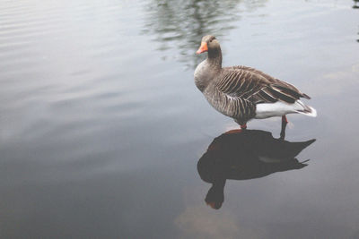 Duck swimming on lake