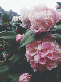 Close-up of pink rose blooming outdoors