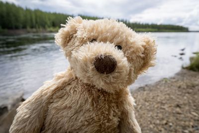 Close-up of a dog on lake