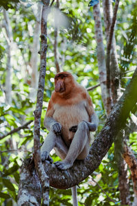 Monkey on tree