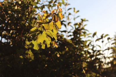 Low angle view of leaves on tree against sky