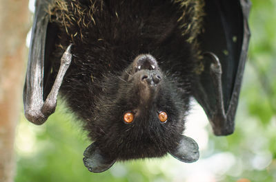 Portrait of upside down bat