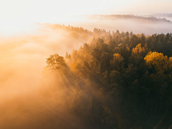 Trees against sky in foggy weather