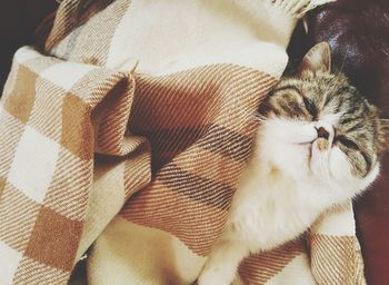 High angle view of cat sleeping on sofa