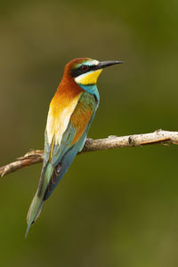 Close-up of bird perching on branch