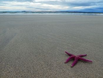 Starfish on the beach