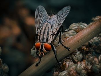 Close-up of butterfly on wood