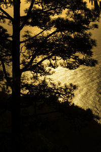 Silhouette trees in forest against sky