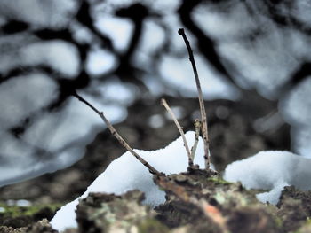 Close-up of plant against blurred background