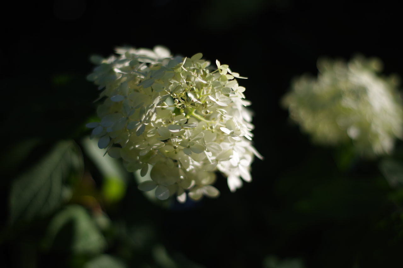 CLOSE-UP OF WHITE FLOWERING PLANTS