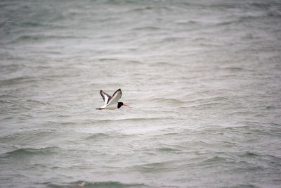 Oystercatcher bird flying over sea