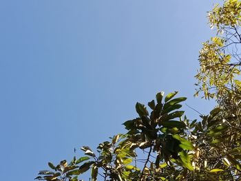 Low angle view of tree against clear blue sky