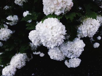 Close-up of white rose blooming outdoors