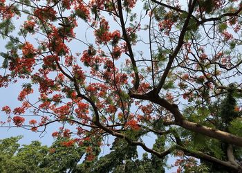 Low angle view of flowering tree