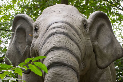 Close-up of elephant in forest