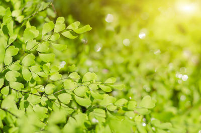Defocused image of green leaves