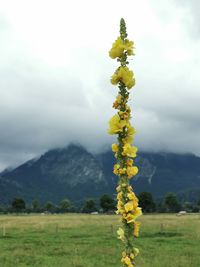 Yellow flowering plant on land against sky