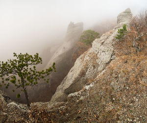 Dwarf pine on the mountainside in the fog