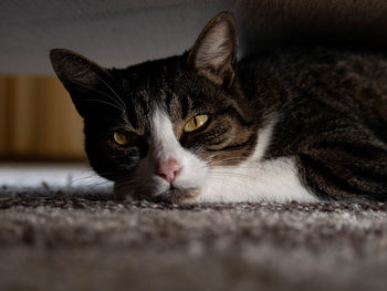 Close-up portrait of a cat
