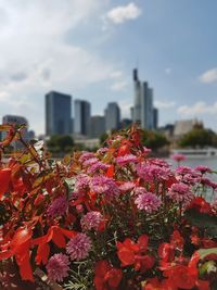 Close-up of red flowering plant against sky