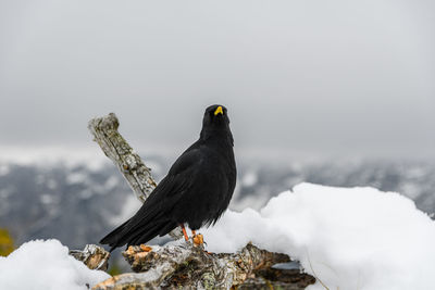 Black bird, an alpine chough perching on branch in mountains in winter