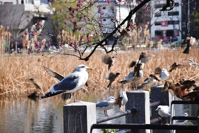 Seagulls perching on tree by water