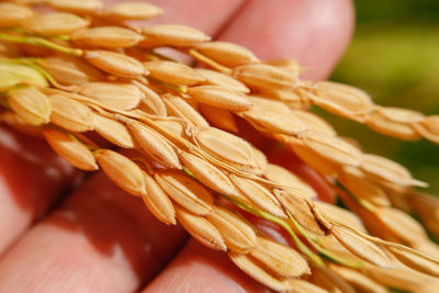 Close-up of hand holding corn