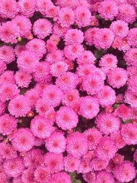 Full frame of pink flowers
