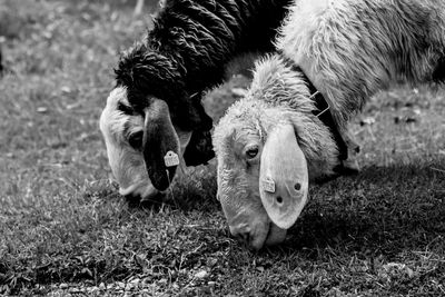 Sheep grazing on field