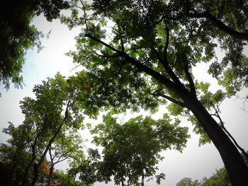 Low angle view of trees in forest