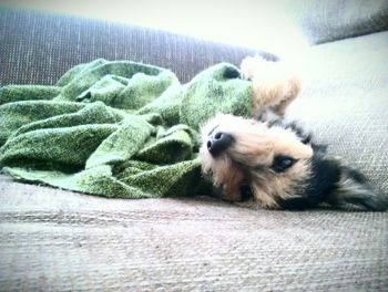 Dog sleeping on sofa
