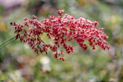 Close-up of red flowering plant