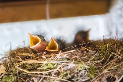 Close-up of bird by nest