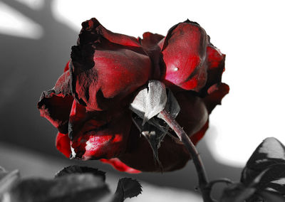 Close-up of red roses